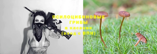прущие грибы Новокубанск